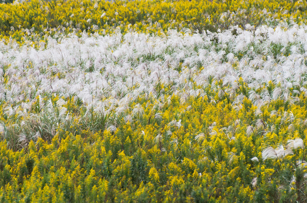 すすきvsセイタカアワダチソウ
