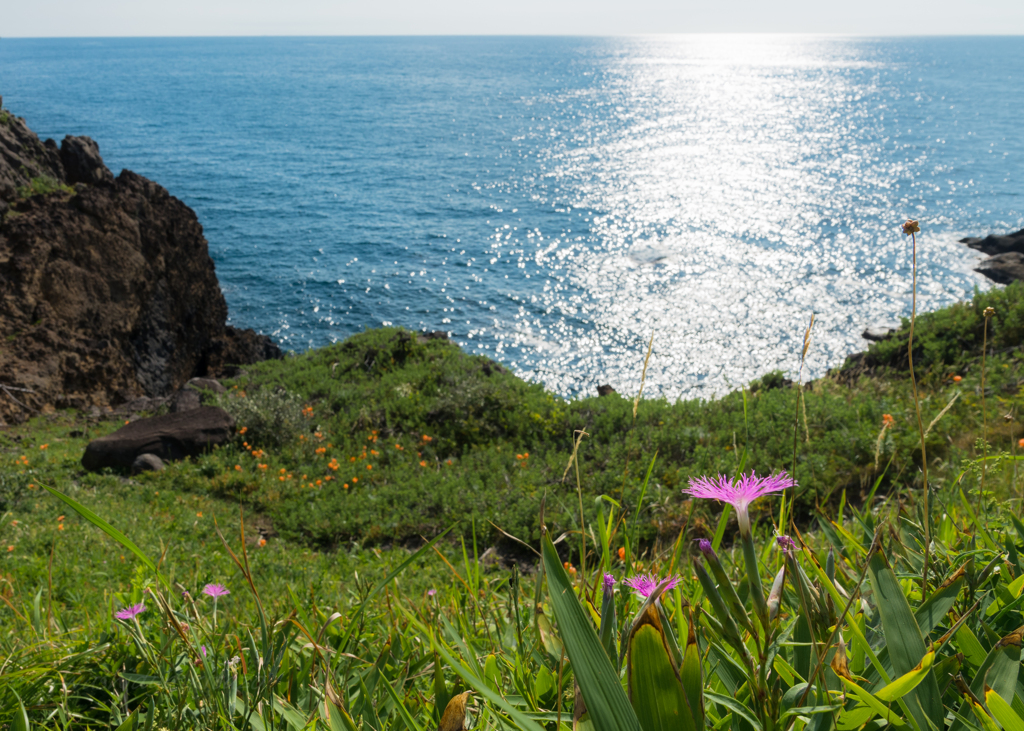 海辺の花たち By Washidya Id 写真共有サイト Photohito