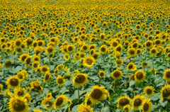 ソフィア・ローレン