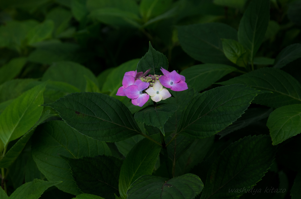 プチ紫陽花　❁