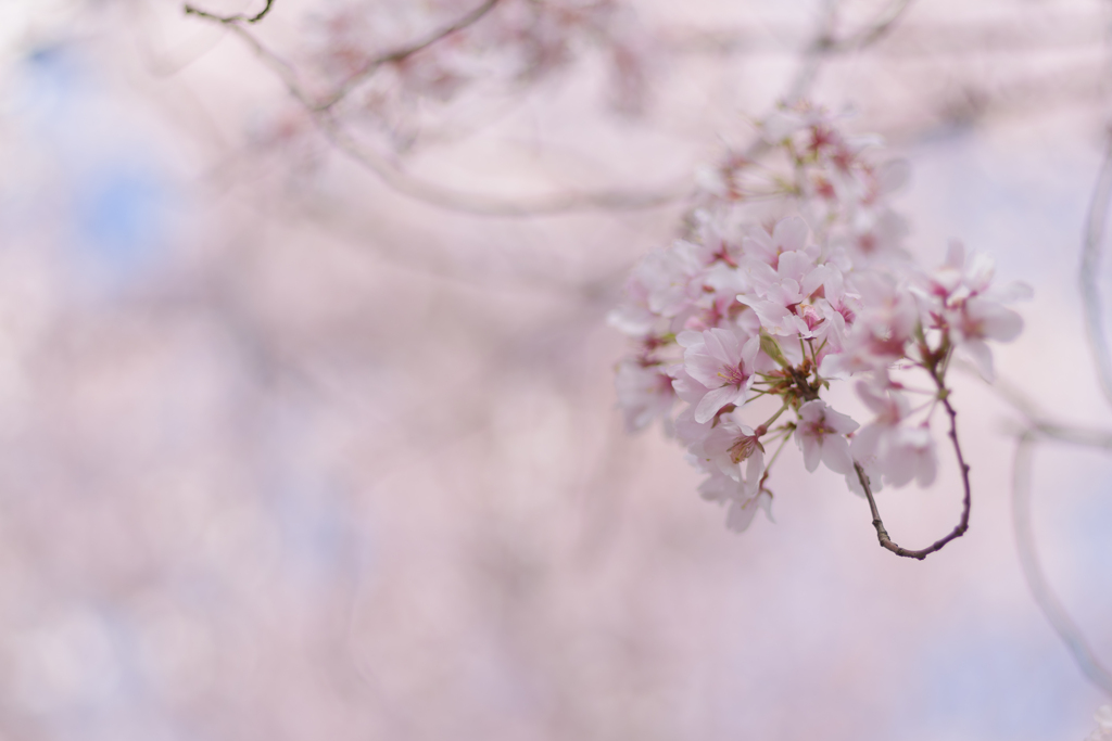 春景　桜
