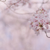 春景　桜