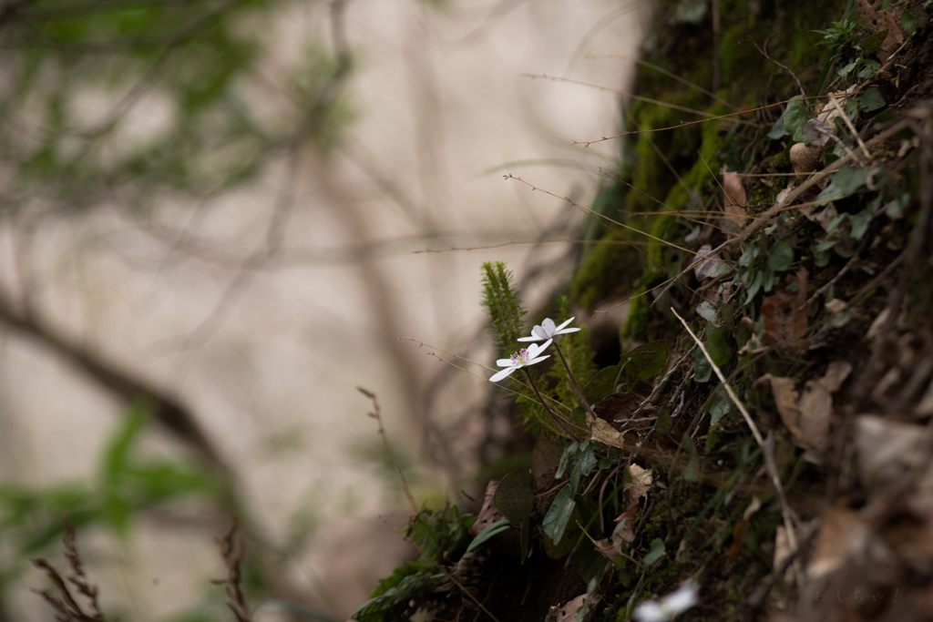 雪割草