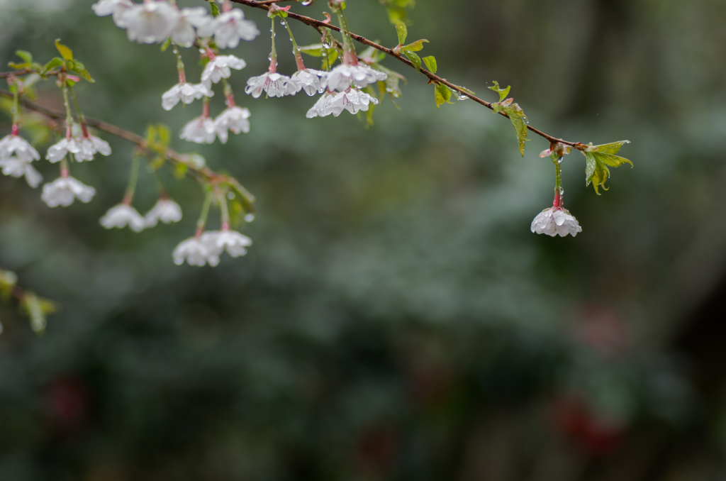 山桜