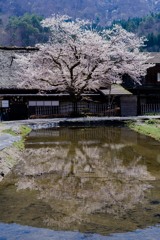 まだまだ桜
