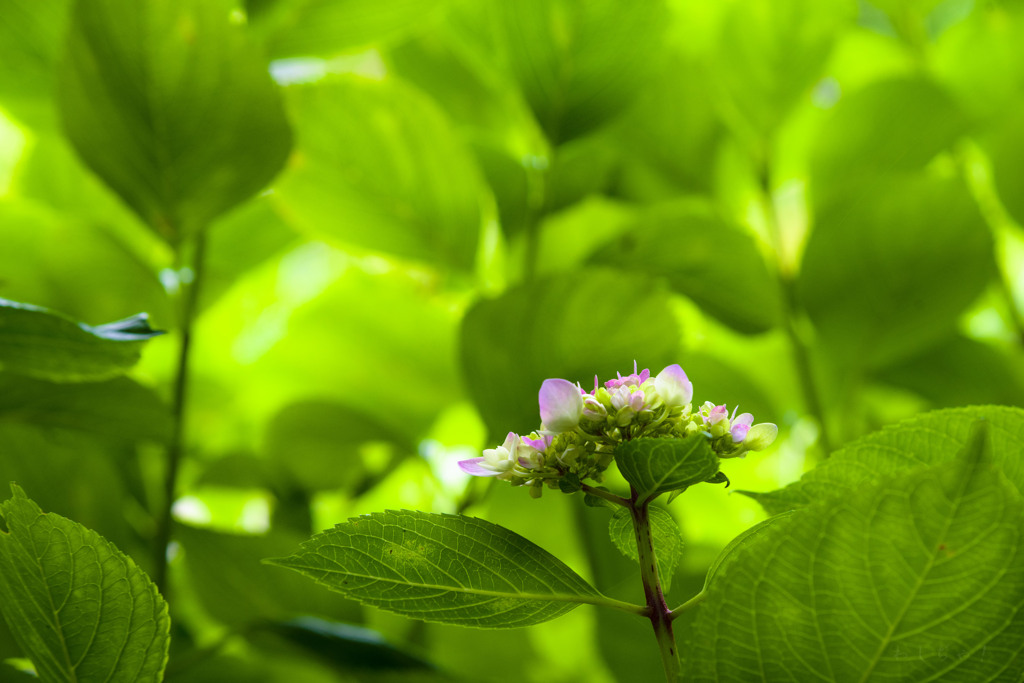 紫陽花