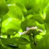 紫陽花