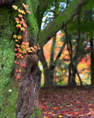 秋のデコレーション