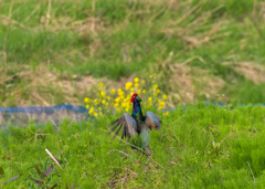 雉も鳴かずば・・