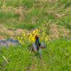 雉も鳴かずば・・