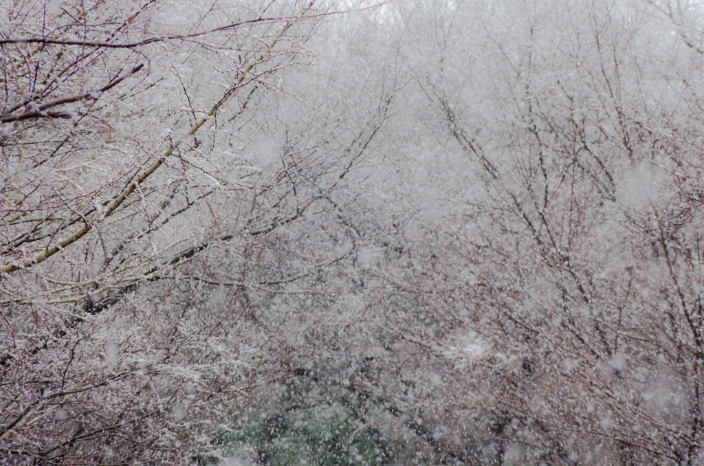 雪桜