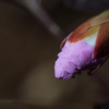 蕾