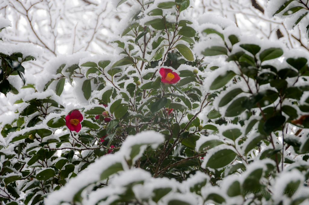 雪