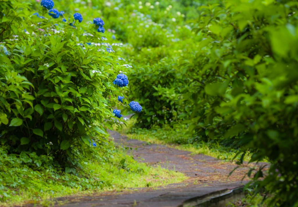 紫陽花の小径