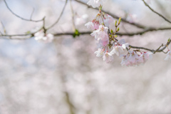 さくらがさいた