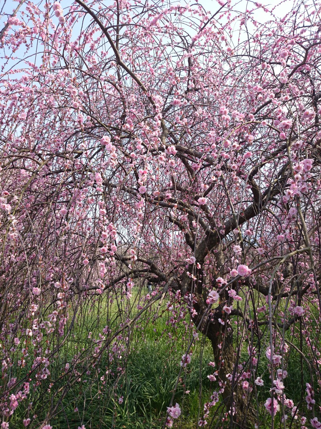 梅の花