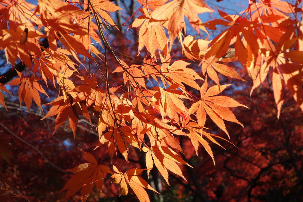 紅葉@高幡不動尊