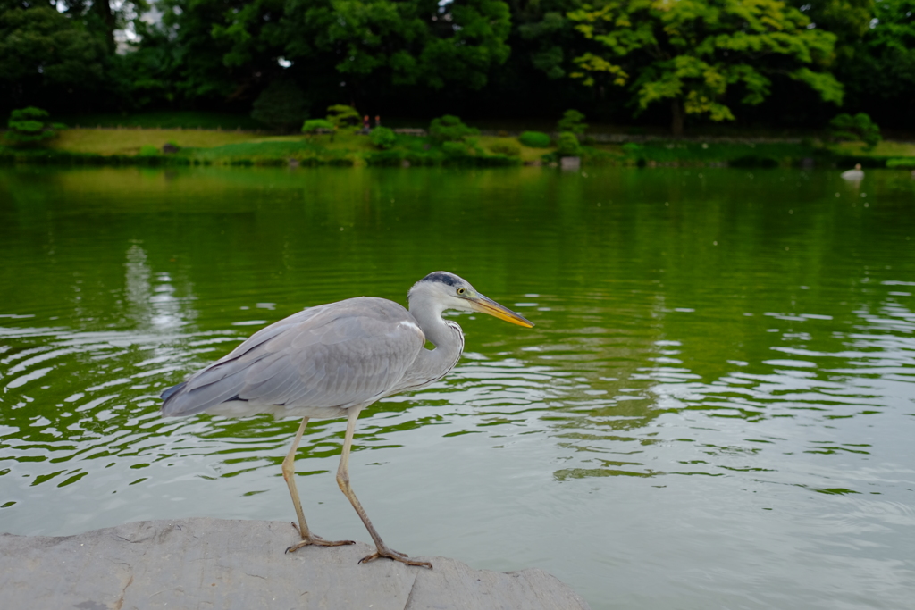 @清澄庭園
