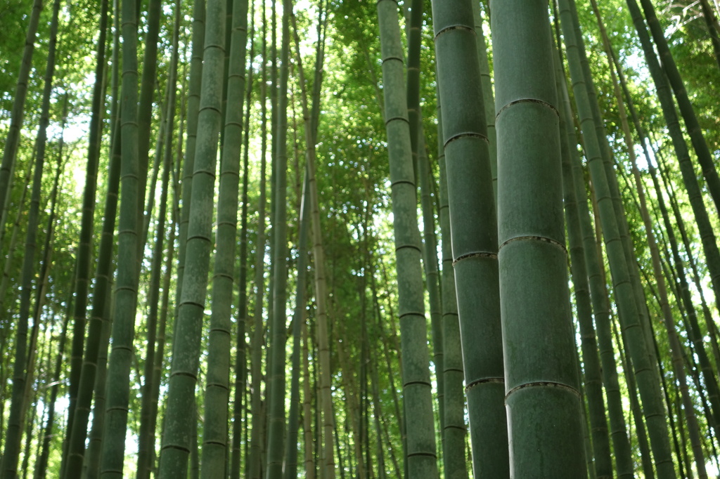 竹林@嵐山