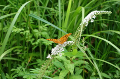 箱根湿生花園@仙石原箱根