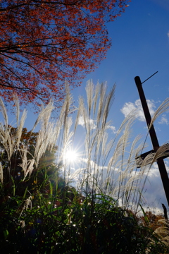 昭和記念公園