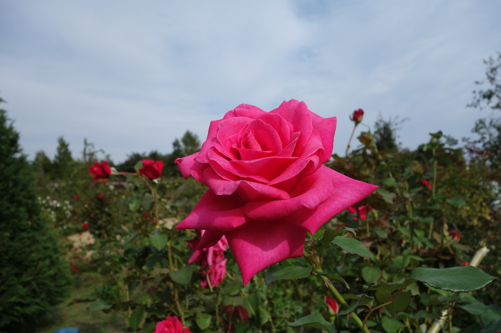 @河津バガテル公園