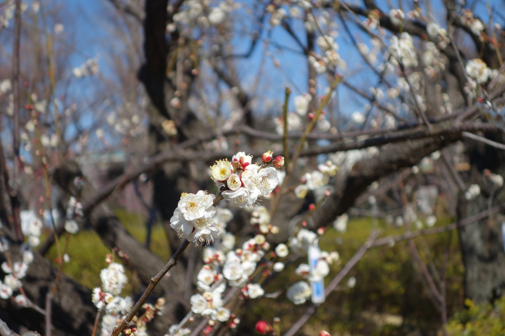 @羽根木公園