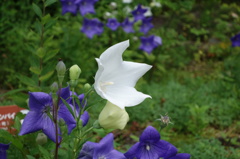 箱根湿生花園@仙石原箱根