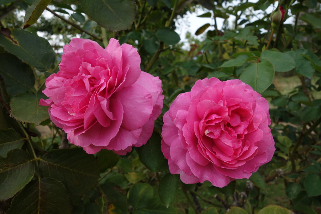 @河津バガテル公園