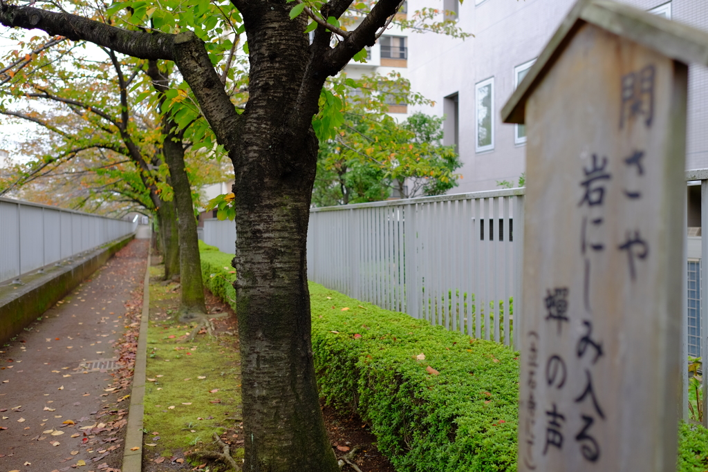 松尾芭蕉　俳句