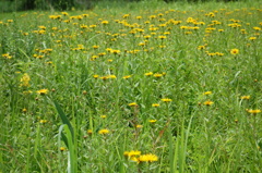 箱根湿生花園@仙石原箱根
