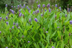 箱根湿生花園@仙石原箱根