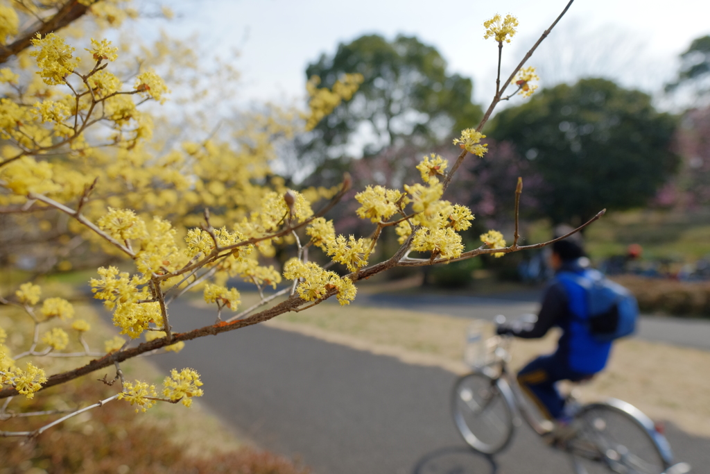 @昭和記念公園