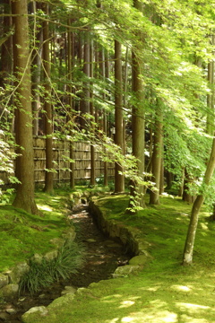 新緑@銀閣寺