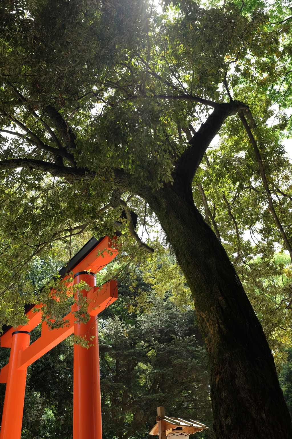 @下鴨神社