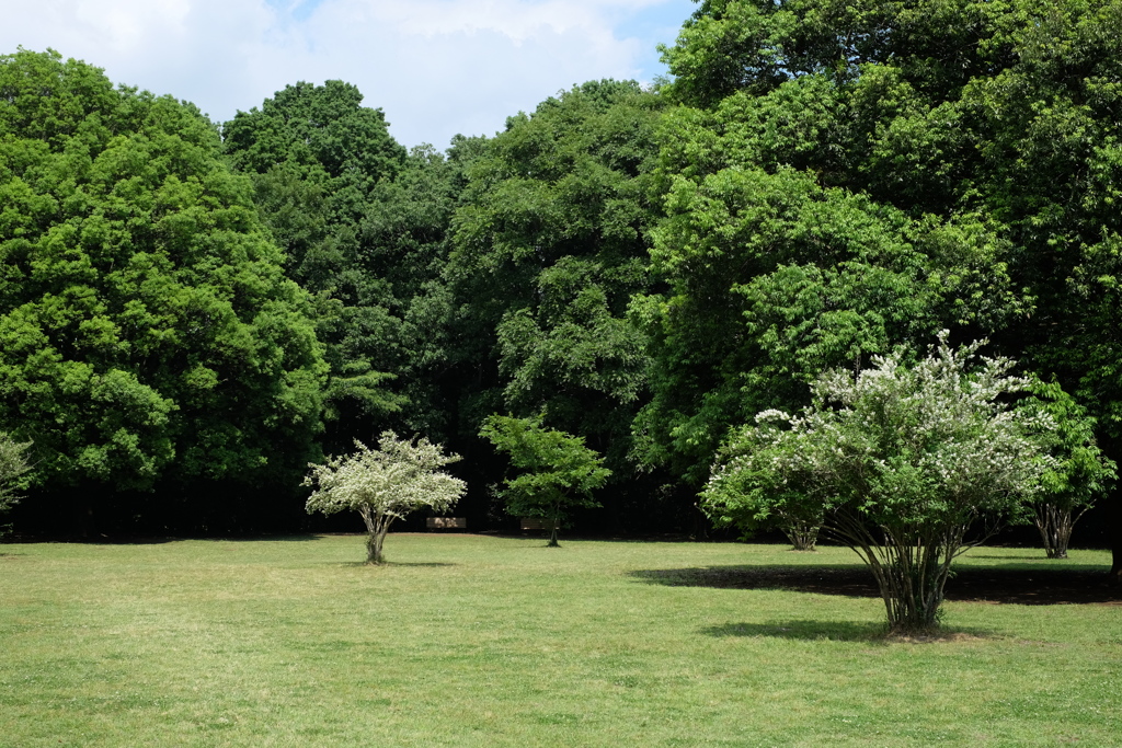 @県立東高根森林公園