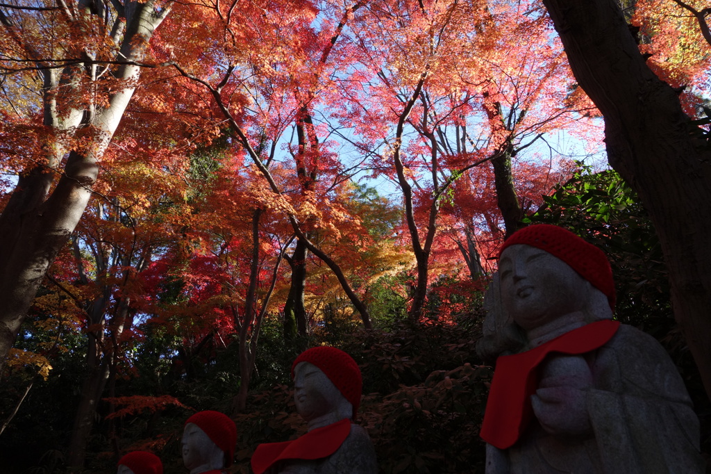 紅葉@高幡不動尊