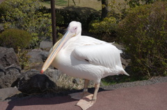 ペリカン@伊豆シャボテン公園