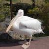 ペリカン@伊豆シャボテン公園