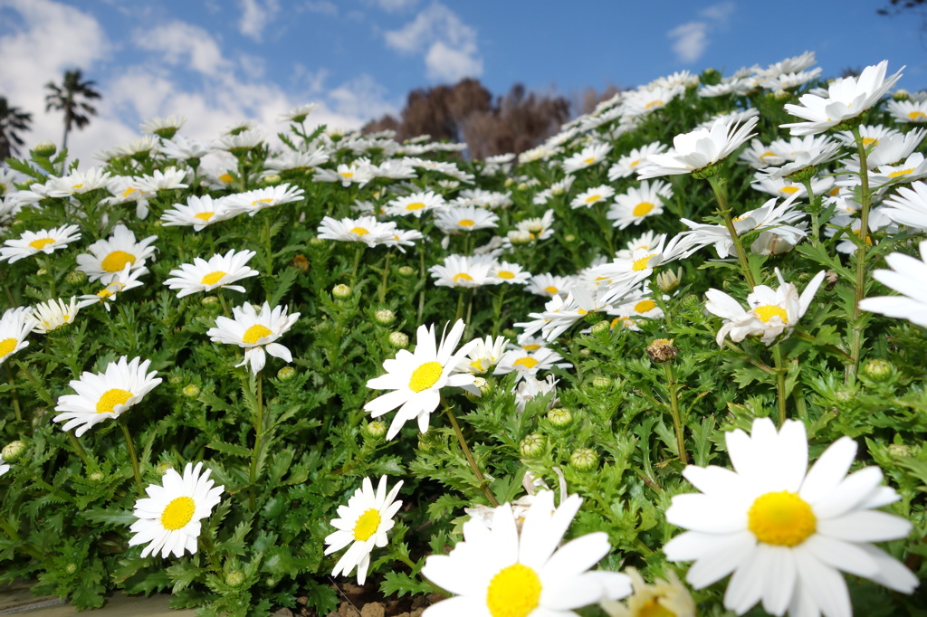 マーガレット畑 伊豆四季の花公園 By デジ亀男 Id 写真共有サイト Photohito