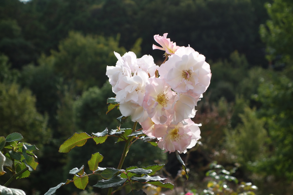 @河津バガテル公園