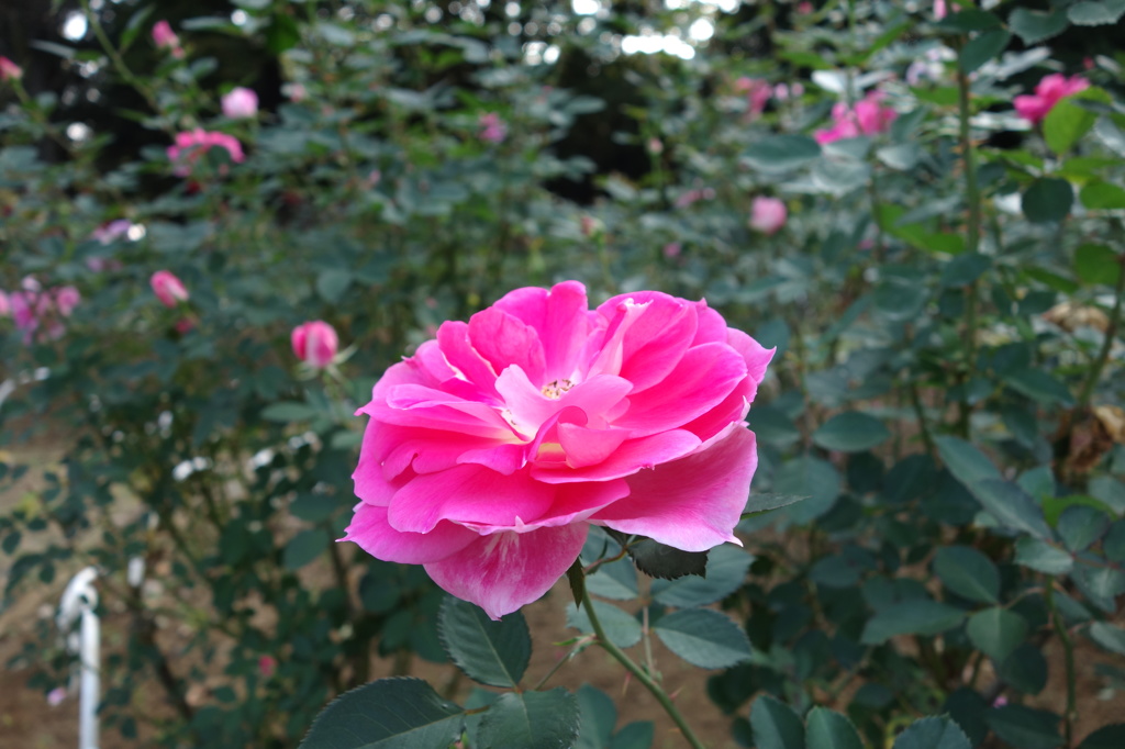 @代々木公園