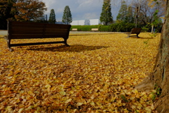 昭和記念公園