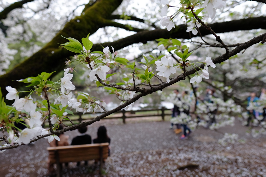 桜@新宿御苑