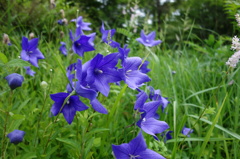 箱根湿生花園@仙石原箱根