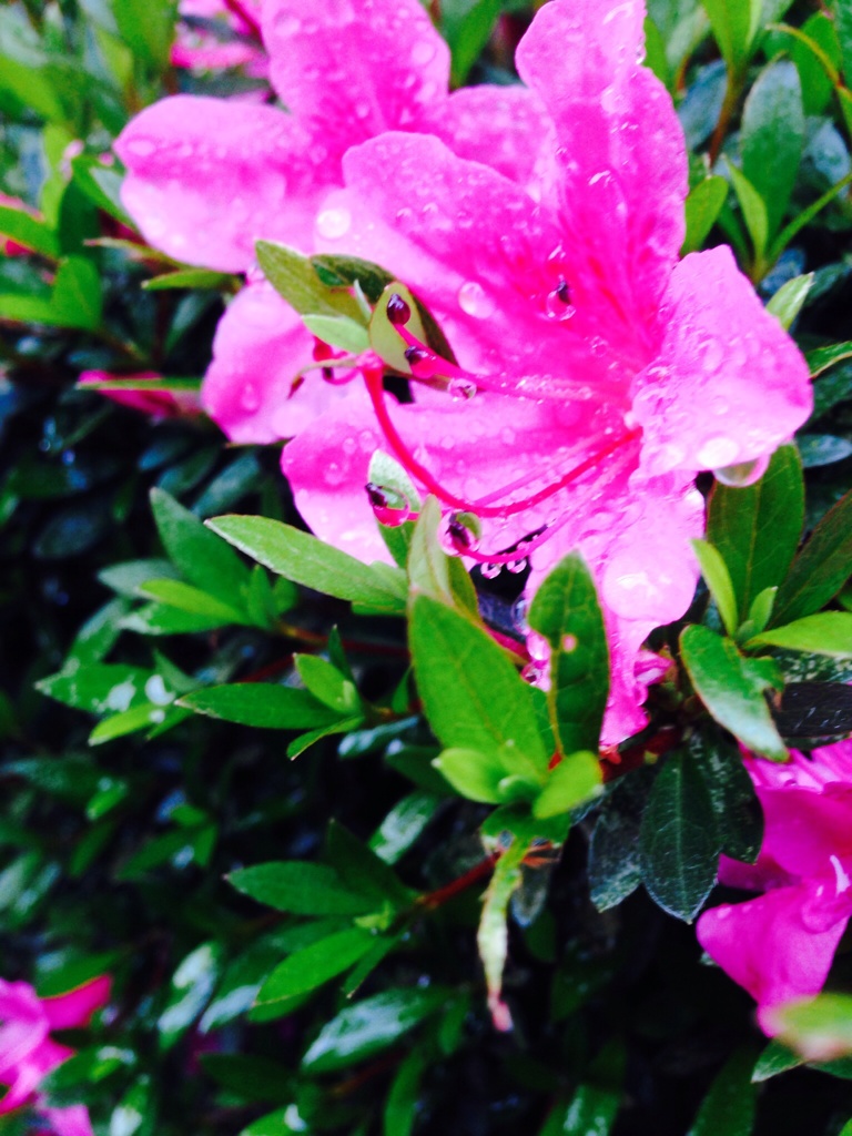 雨ニモマケズ。