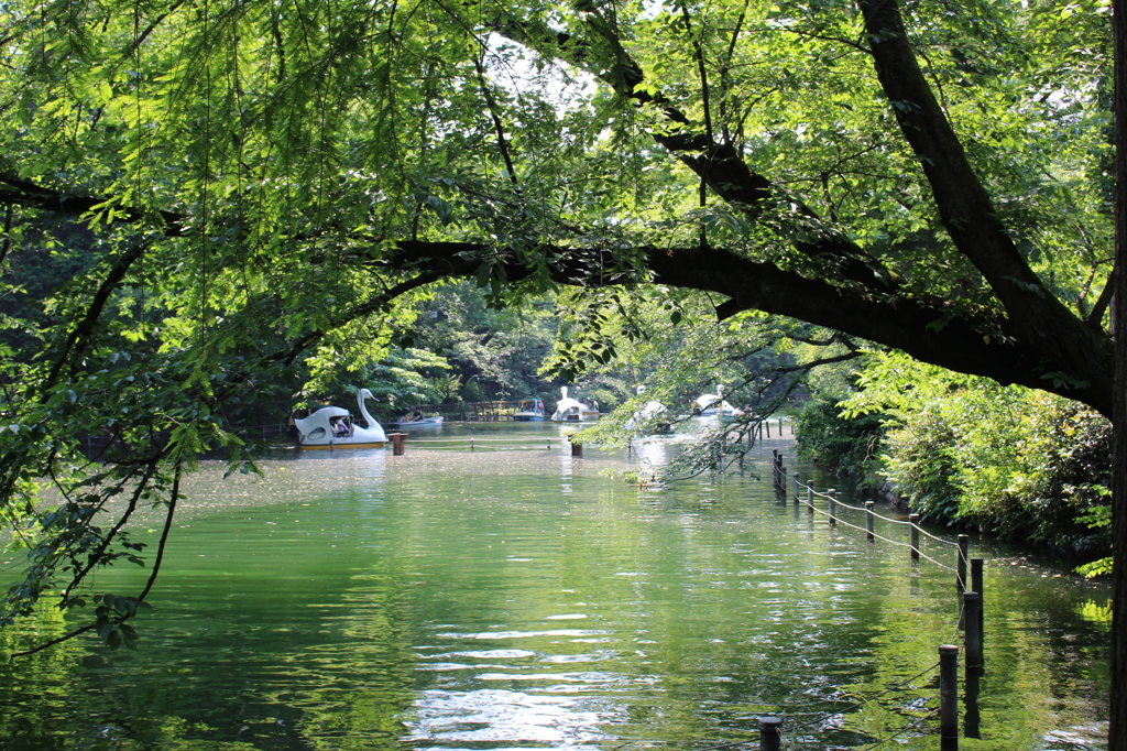 井の頭公園
