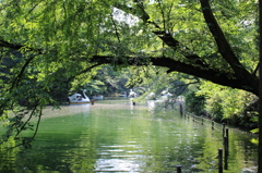 井の頭公園