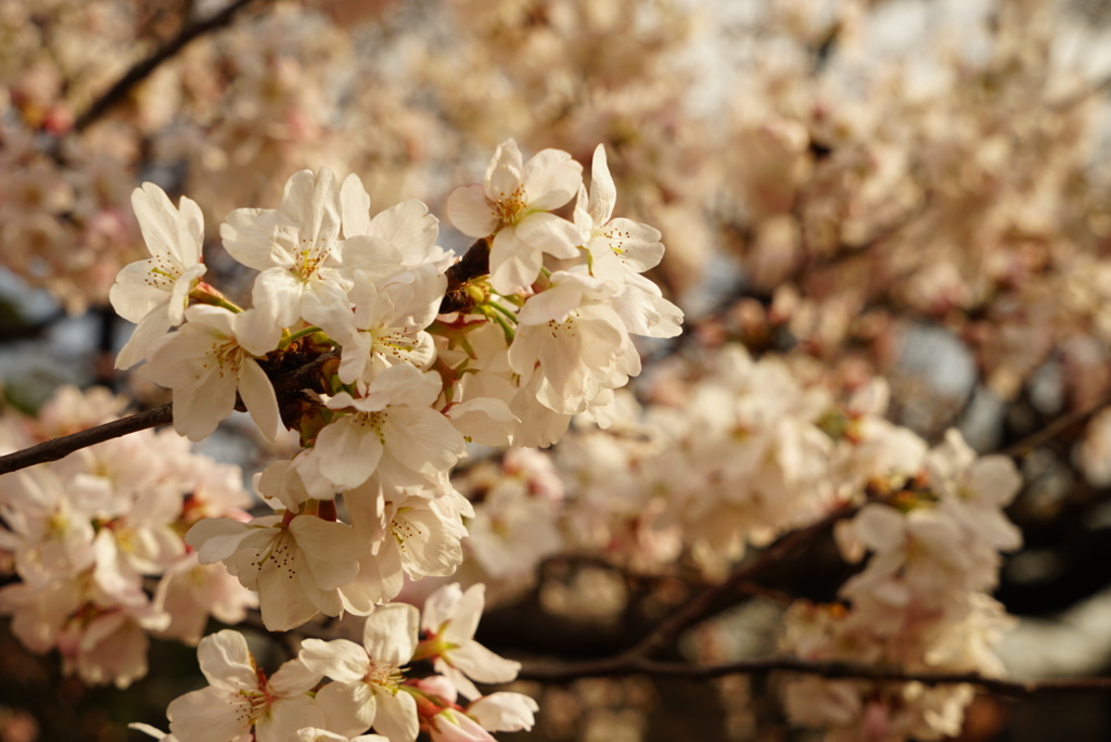 桜開花