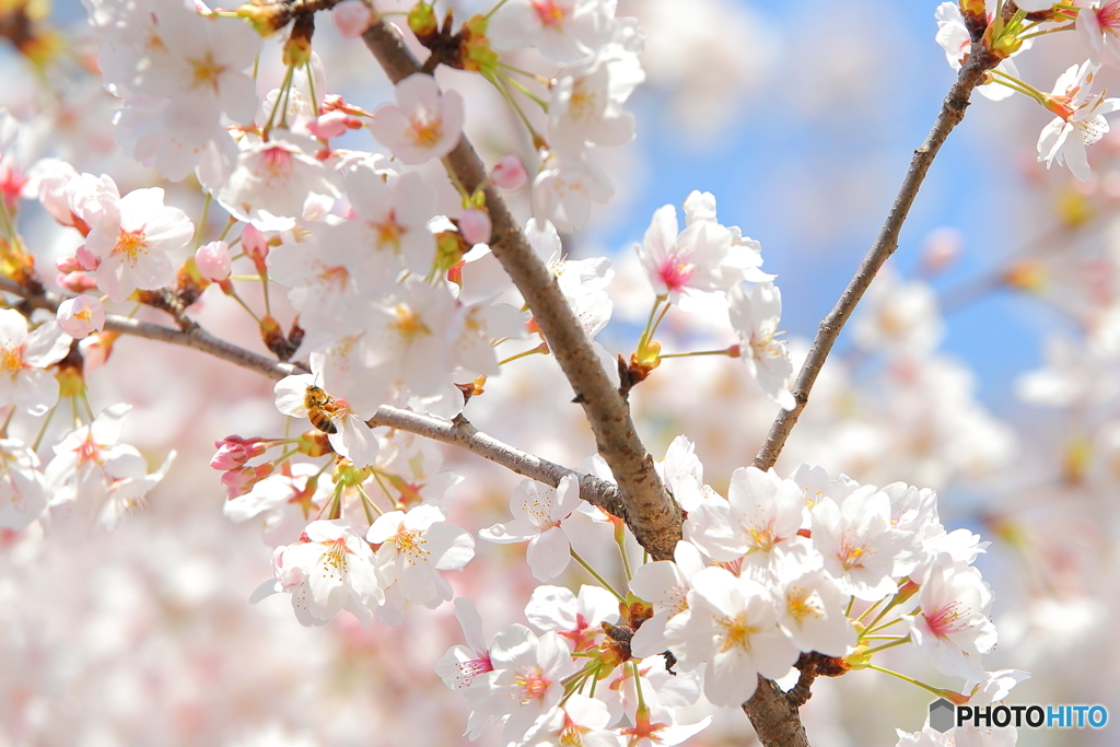 桜とはち